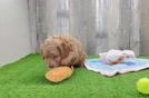 Popular Cavapoo Poodle Mix Pup