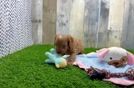 Meet Otis - our Cavapoo Puppy Video