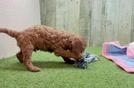 Cavapoo Puppy for Adoption