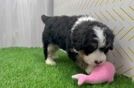 Adorable Bernadoodle Poodle Mix Puppy