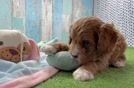 Playful Cavapoodle Poodle Mix Puppy