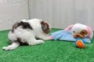 Shih Poo Pup Being Cute