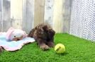 Best Cockapoo Baby