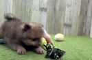 Playful Pomeranian Purebred Pup