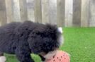 Meet Jasmin - our Mini Bernedoodle Puppy Video