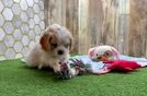 Best Cavapoo Baby
