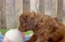 Cavapoo Puppy for Adoption