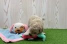 Meet Jake - our Maltipoo Puppy Video