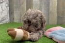 Mini Labradoodle Puppy for Adoption