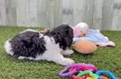 Meet Mindy - our Poodle Puppy Video