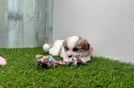 Teddy Bear Puppy for Adoption