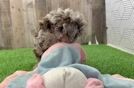 Petite Mini Aussiedoodle Poodle Mix Pup