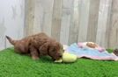 Mini Goldendoodle Pup Being Cute