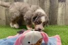 Mini Bernedoodle Pup Being Cute