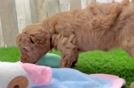 Meet Fiona - our Mini Goldendoodle Puppy Video