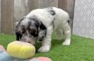 Sweet Cockapoo Baby