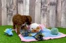 Meet Seth - our Poodle Puppy Video