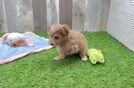 Meet Baby Groot - our Maltipoo Puppy Video  - Florida Fur Babies Popular Maltipoo Poodle Mix Pup