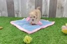 Adorable Maltidoodle Poodle Mix Puppy