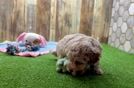 Meet Octavia - our Maltipoo Puppy Video