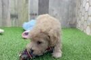 Maltipoo Pup Being Cute