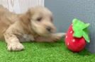 Popular Mini Goldendoodle Poodle Mix Pup