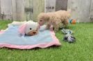 Small Poochon Baby