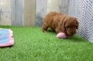 Meet Graham - our Mini Goldendoodle Puppy Video