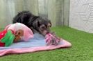 Meet Beckham - our Yorkie Poo Puppy Video