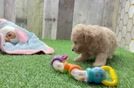 Meet Jacob - our Maltipoo Puppy Video