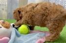 Friendly Cavapoo Baby