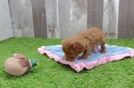 Cavapoo Puppy for Adoption