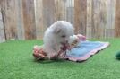 Fluffy Maltese Purebred Puppy