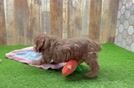 Playful Cavapoodle Poodle Mix Puppy