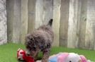 Mini Goldendoodle Puppy for Adoption