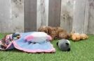 Popular Cavapoo Poodle Mix Pup