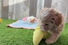Funny Maltipoo Poodle Mix Pup