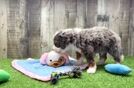 Fluffy Mini Bernedoodle Poodle Mix Pup