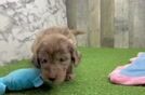 Best Mini Goldendoodle Baby