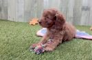 Meet Marcelo - our Cavapoo Puppy Video