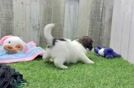 Meet Selena - our Shih Poo Puppy Video