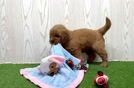 Playful Mini Groodle Poodle Mix Puppy