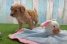 Small Cavapoo Baby