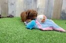 Meet Keanu - our Mini Goldendoodle Puppy Video