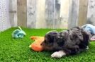 Cockapoo Puppy for Adoption
