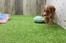 Meet Denzel - our Poodle Puppy Video