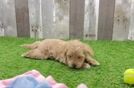 Fluffy Maltipoo Poodle Mix Pup