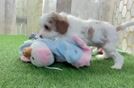 Adorable Cavalier King Charles Spaniel and Poodle Mix Poodle Mix Puppy