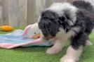 Mini Bernedoodle Puppy for Adoption