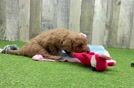 Happy Mini Goldendoodle Baby